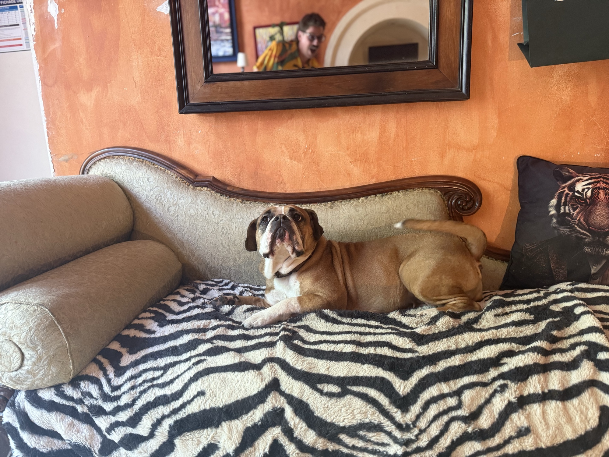 A bulldog lying on a chaise longue with David's reflection visible in the mirror above