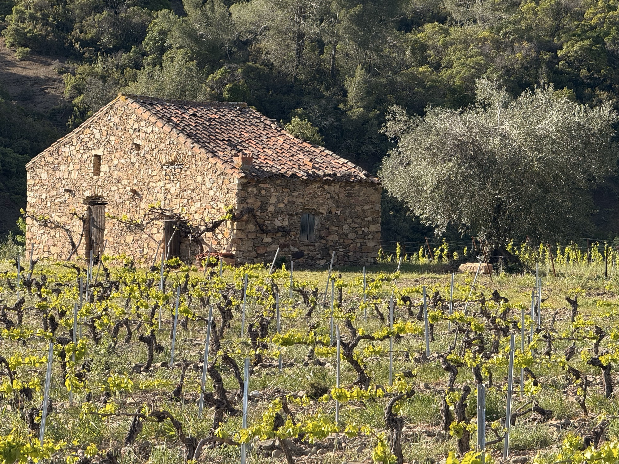 A French stone barn beside a vineyard and an olive tree