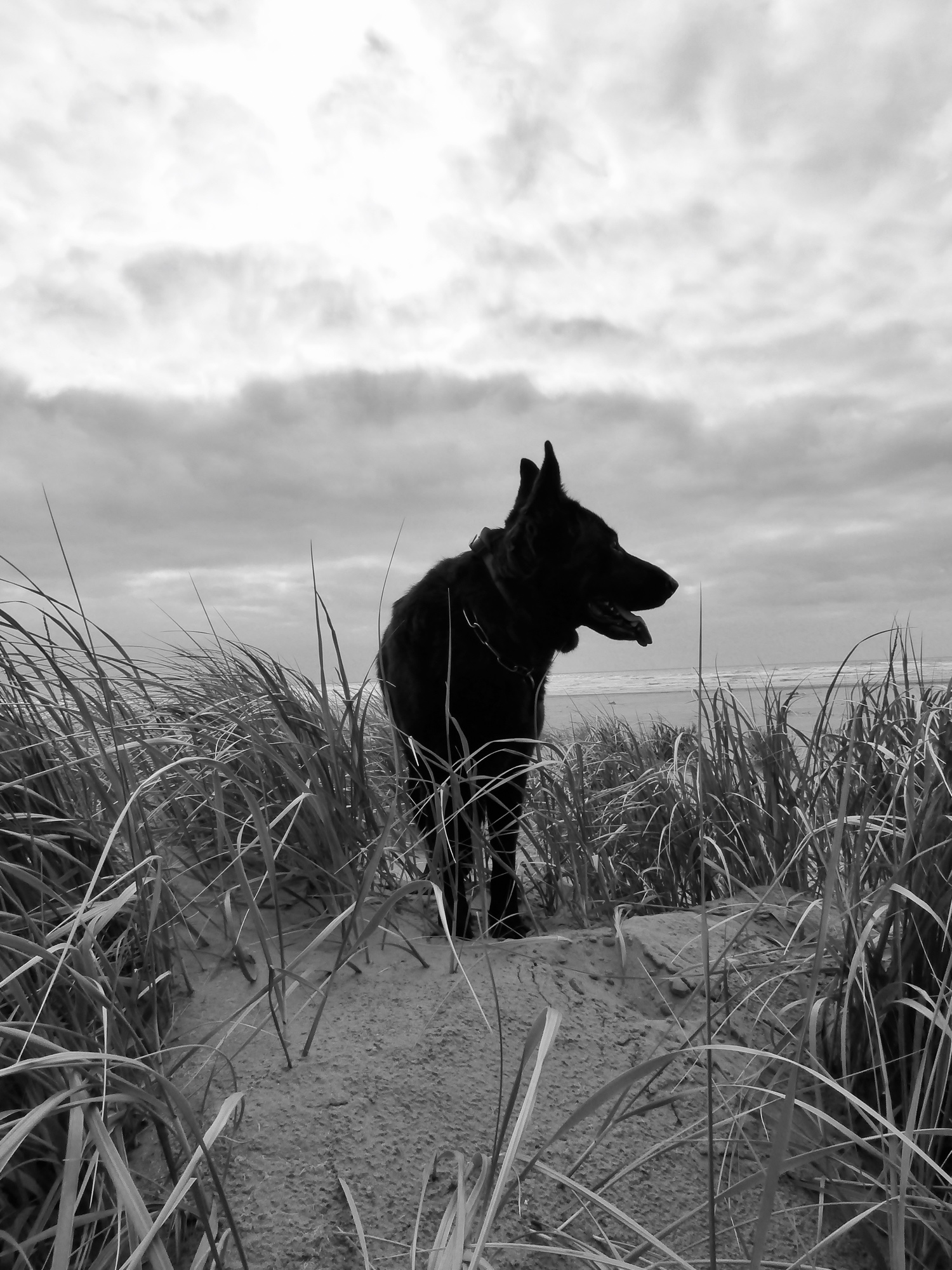 Black German Shepherd silhouetted in dune grass with the ocean behind