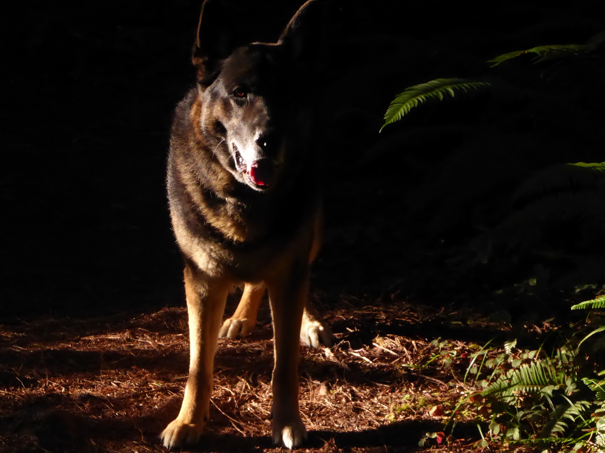 A German Shepherd standing in forest light among ferns