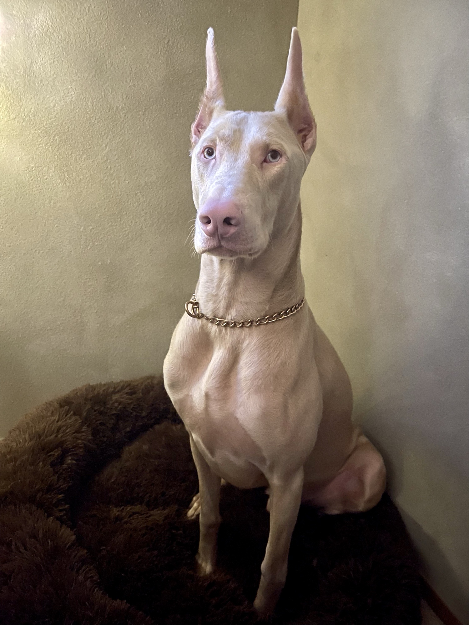 Oyuki, an intact male melanistic white Doberman with cropped ears, in a formal seated portrait