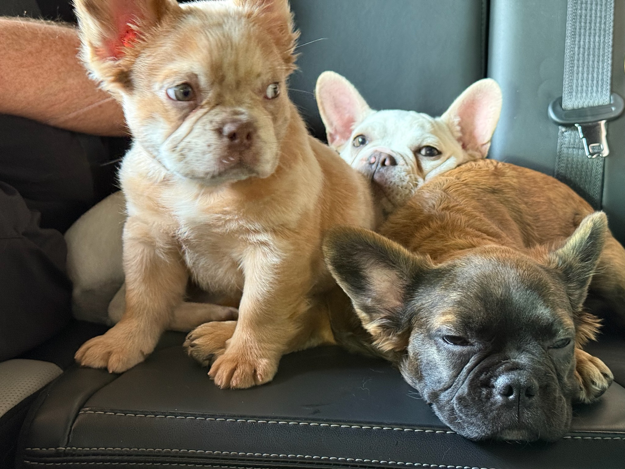 Isabel sitting with a cream Frenchie and a brindle Frenchie piled beside her