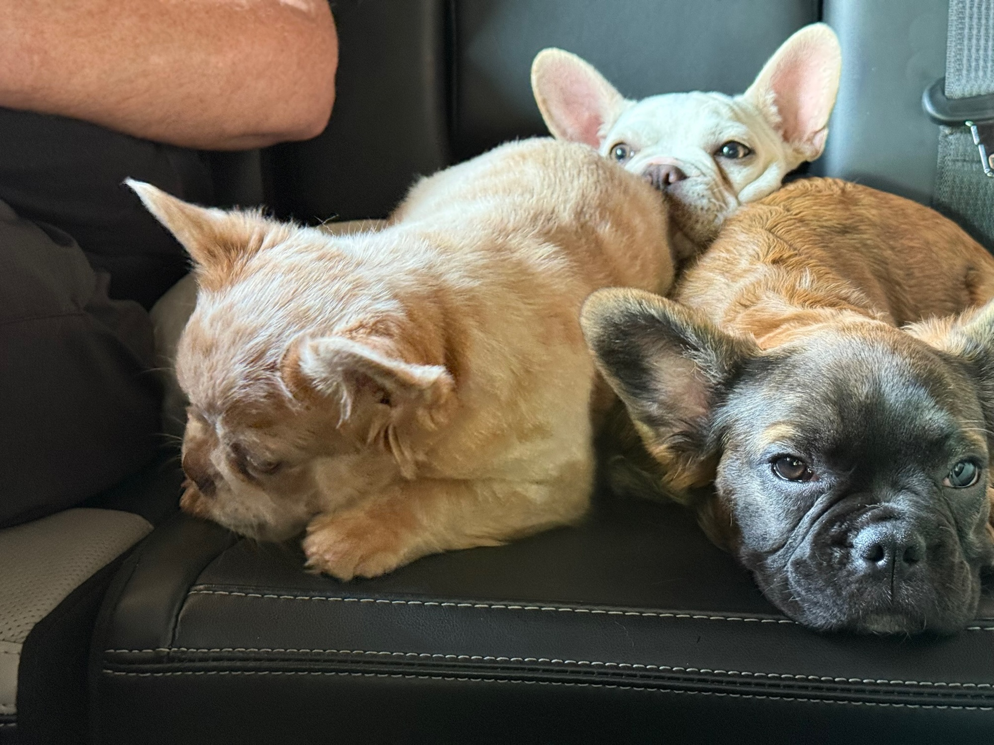 Three Frenchies piled together asleep