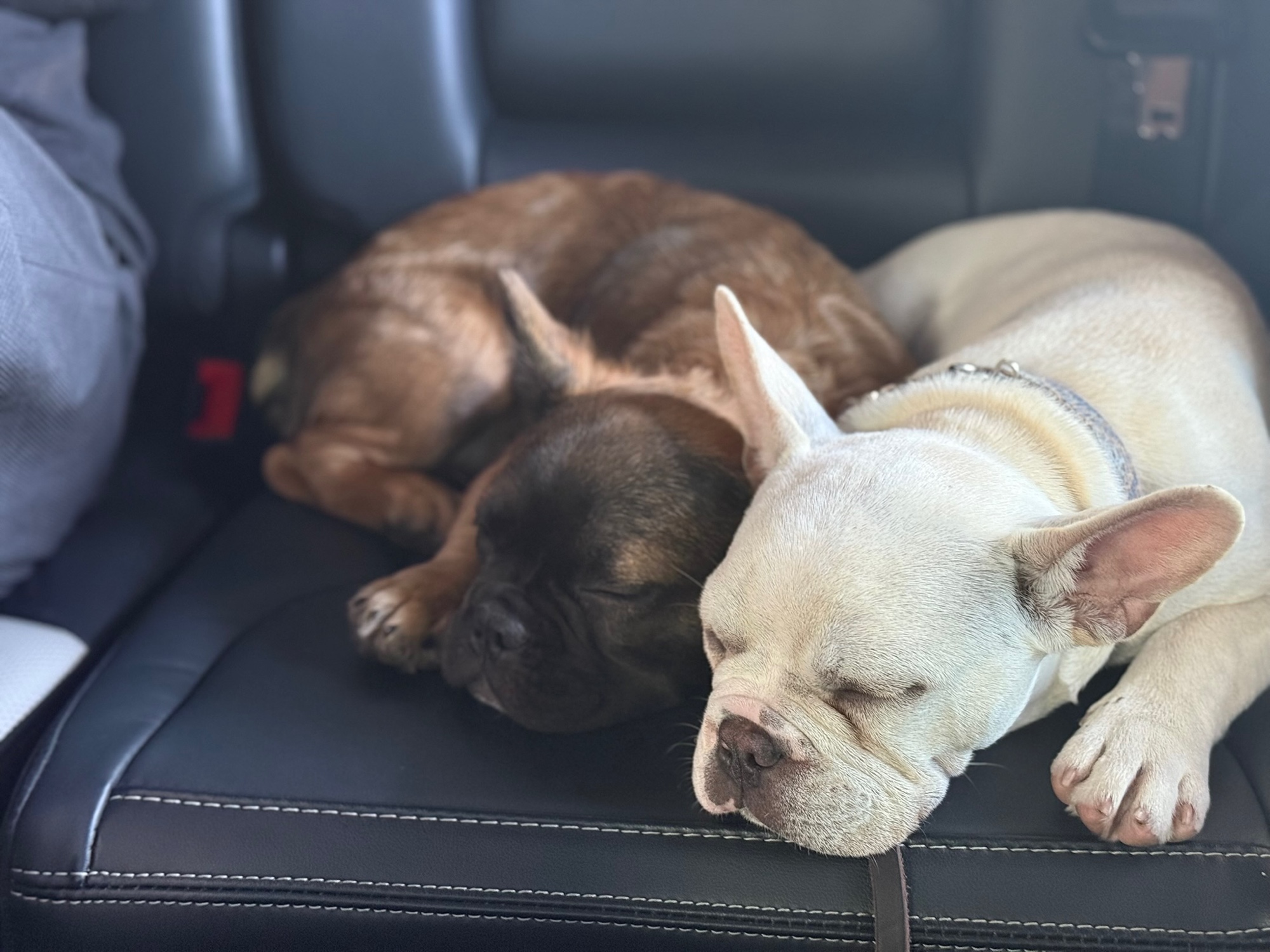 A brindle Frenchie and a cream Frenchie asleep together in the back of a car